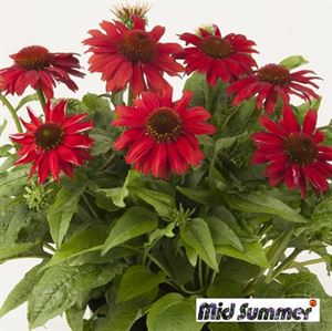 Bild von VP Echinacea P19 knop Sombrero Salsa Red